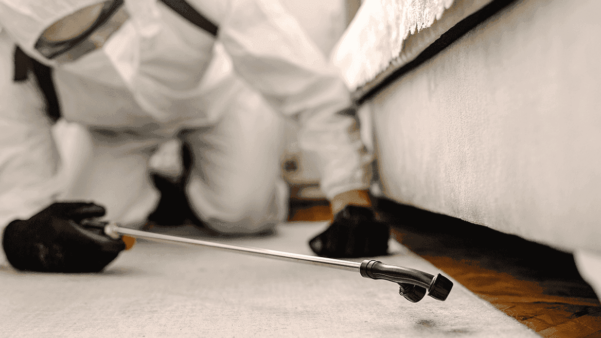 Eine Person in Schutzkleidung und Handschuhen kniet auf dem Boden und sprüht mit einer langen Düse unter ein Sofa. Der Fokus liegt auf der Düse, die nahe am Teppichboden ausgerichtet ist.