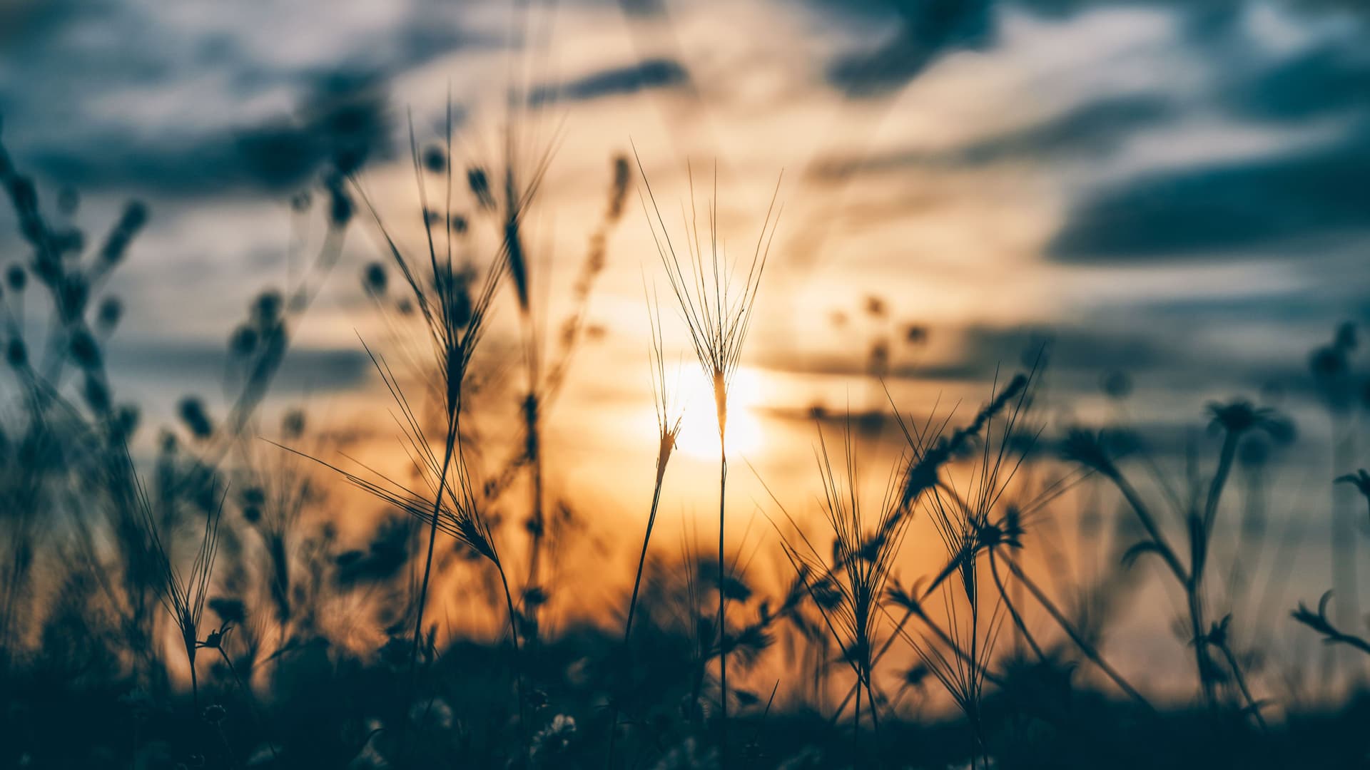 Silhouetten von Getreideähren und Feldblumen vor Sonnenuntergang.