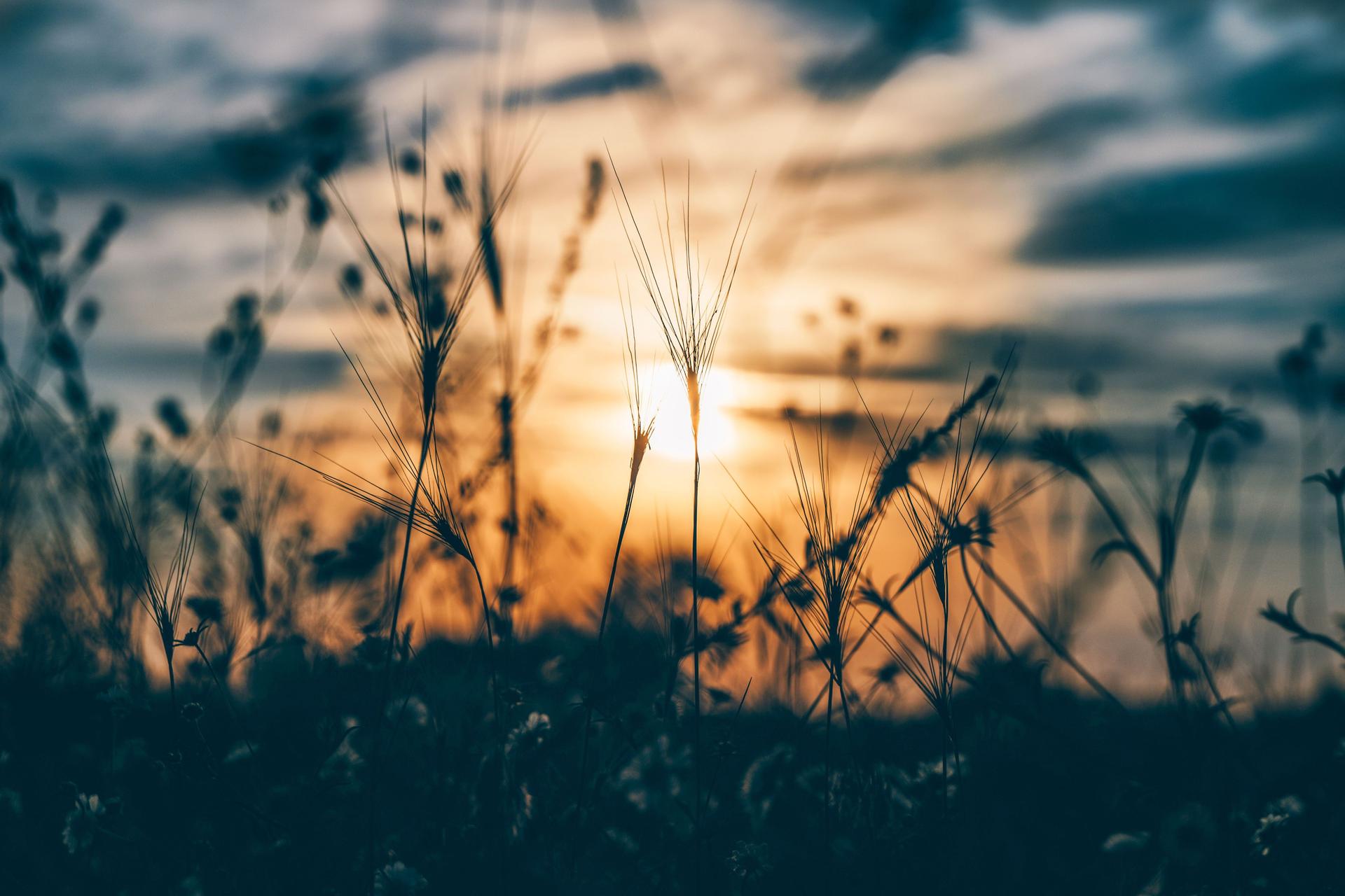 Silhouetten von Getreideähren und Feldblumen vor Sonnenuntergang.