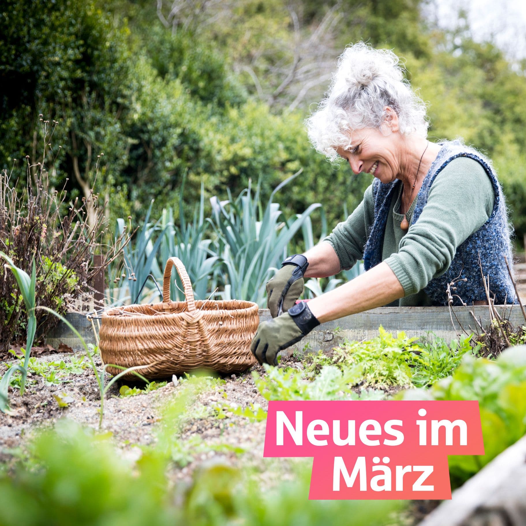 Eine Frau mit grauen Haaren setzt Gemüsepflanzen in ein Hochbeet.