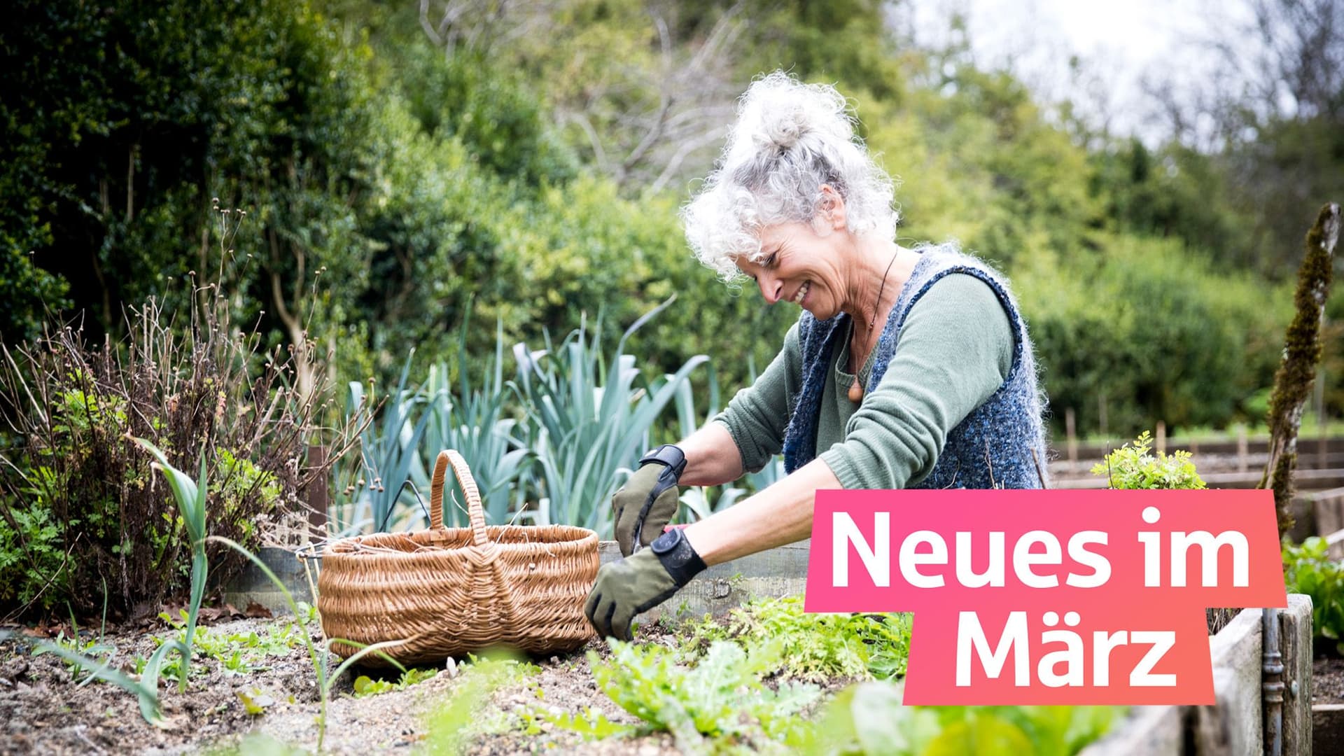 Eine Frau mit grauen Haaren setzt Gemüsepflanzen in ein Hochbeet.