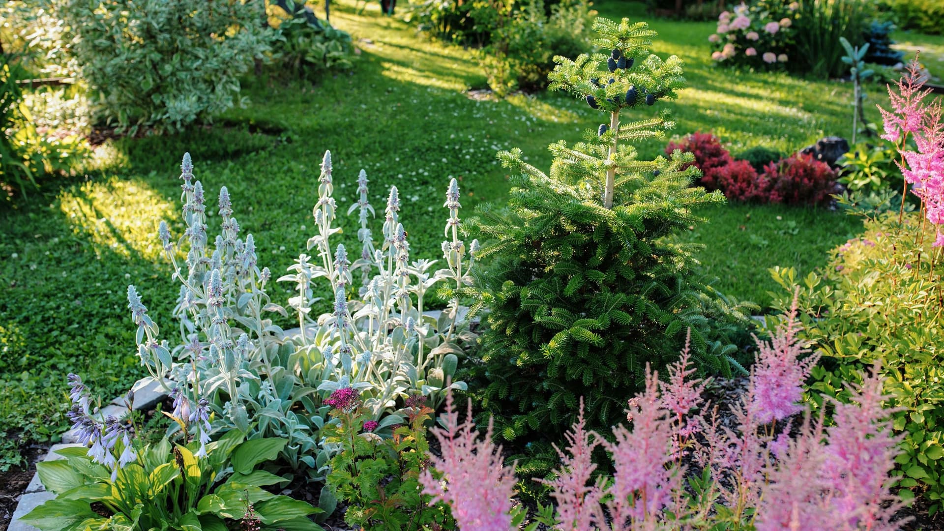 Blühender Sommergarten im englischen Landhausstil. Blumenbeet mit Astilbe, Stachys, Abies Koreana und anderen Stauden