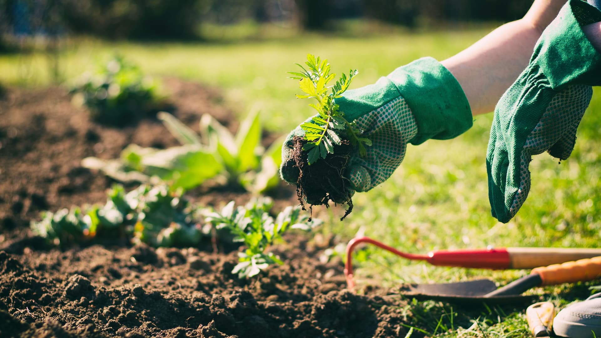 Hände in grüne Handschuhen mit Setzlingen in der Hand vor einem Beet im Garten. Daneben liegen Gartengeräte.