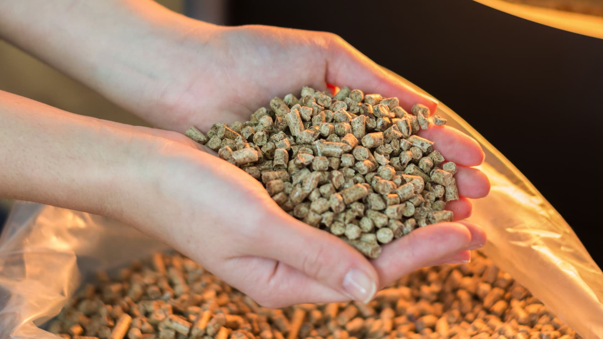 Naturholzpellets zum Heizen in zwei Händen.
