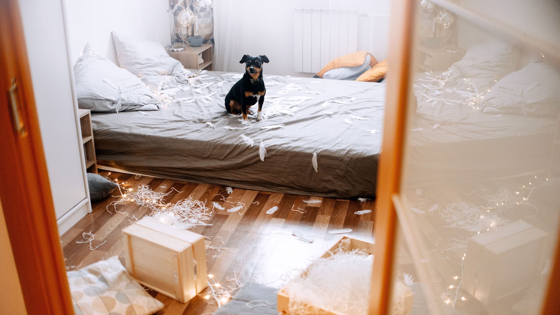Ein kleiner Hund sitzt in einem Durcheinander auf dem Bett. Um ihn herum liegen Federn.