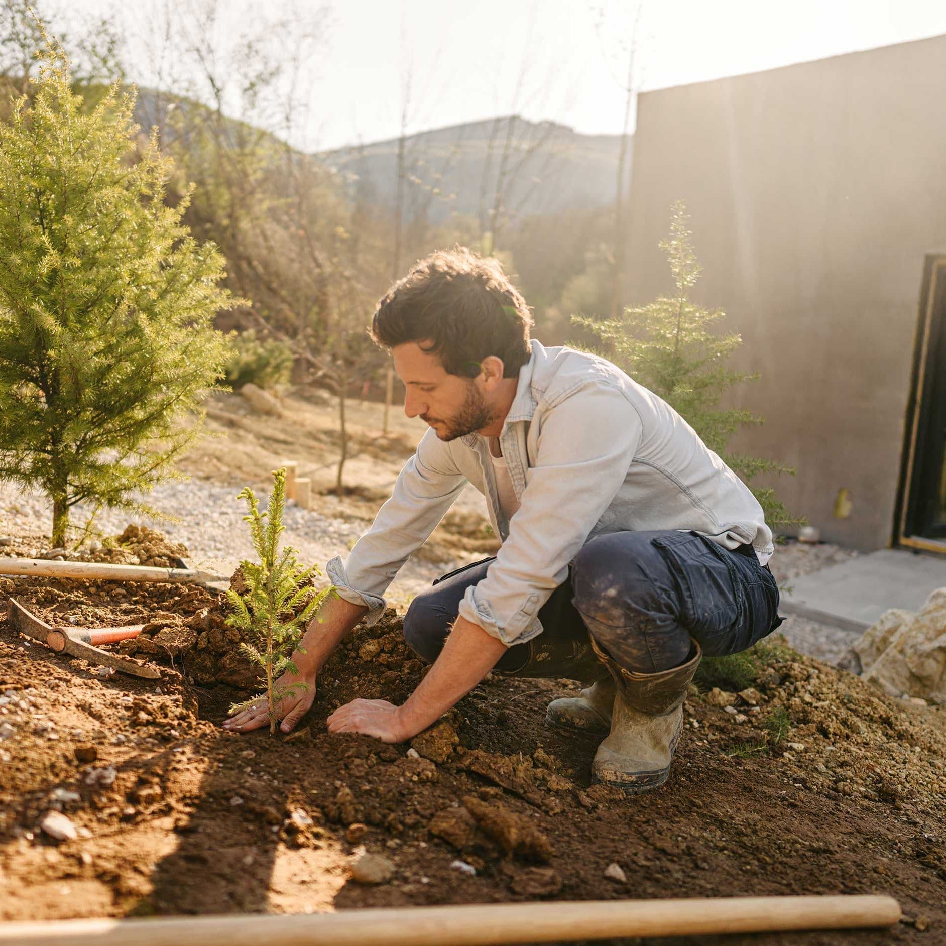 Ein junger Mann in Arbeitskleidung, bestehend aus einer robusten Arbeitshose und einem hochgekrempelten Hemd, sitzt in der Hocke und pflanzt sorgfaeltig mit beiden Haenden eine kleine Tanne in seinen Garten. 