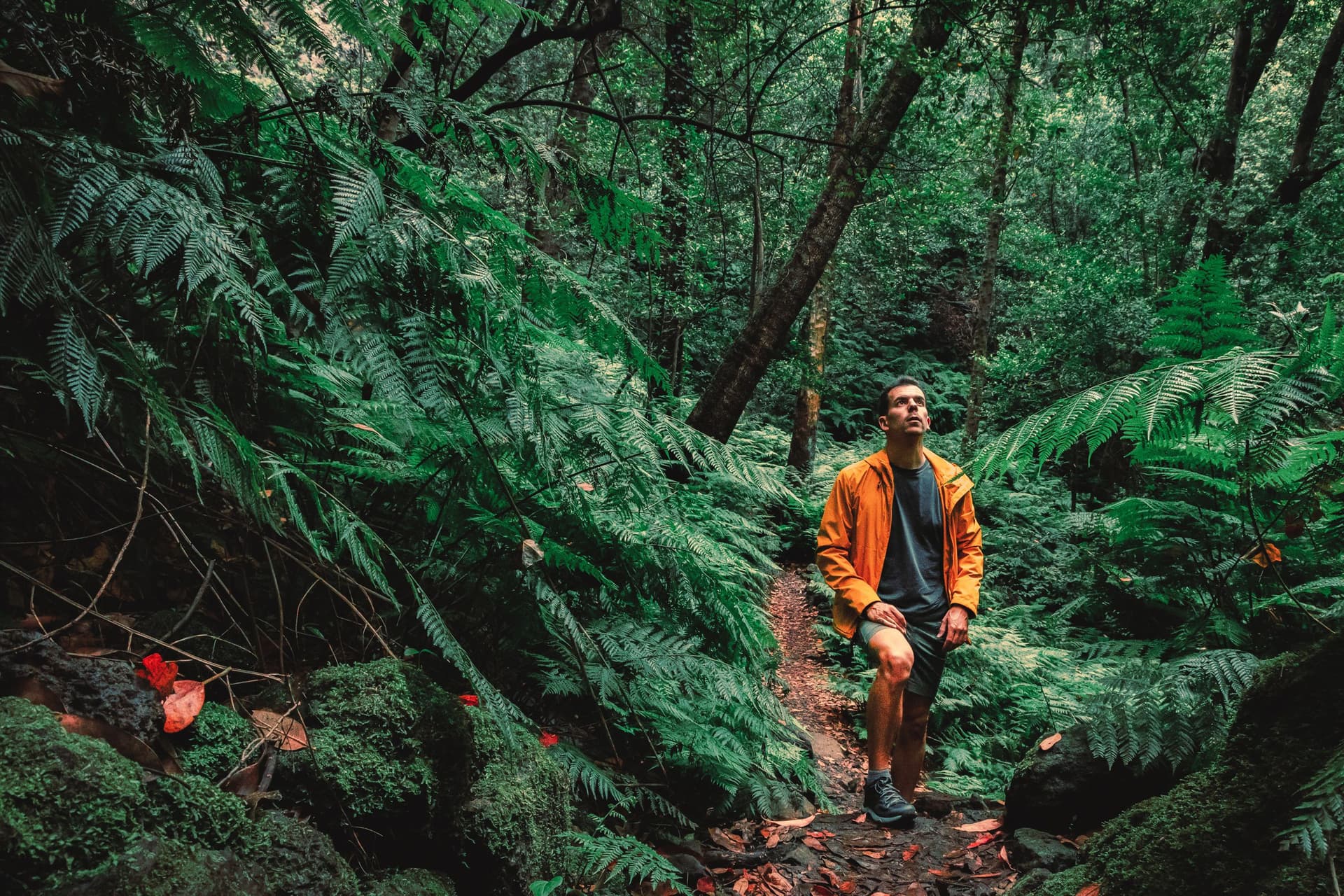Wanderer mit orangen Regenmantel, der im tiefen Wald der Insel Palma spaziert.