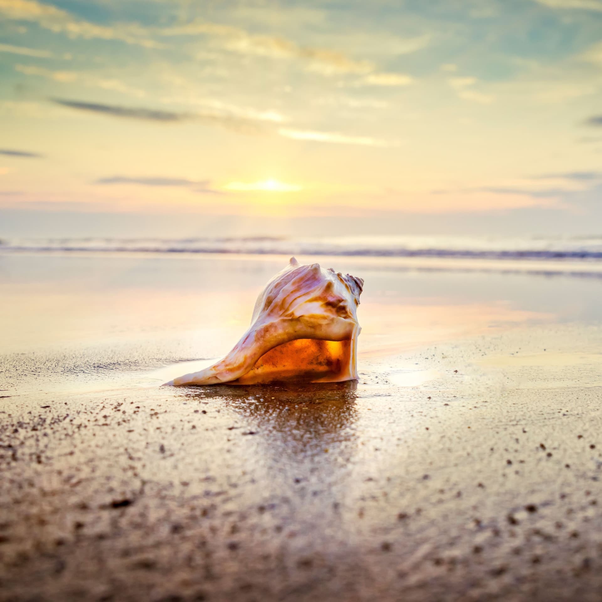Muschel liegt an einem Strand im Sonnenuntergang.