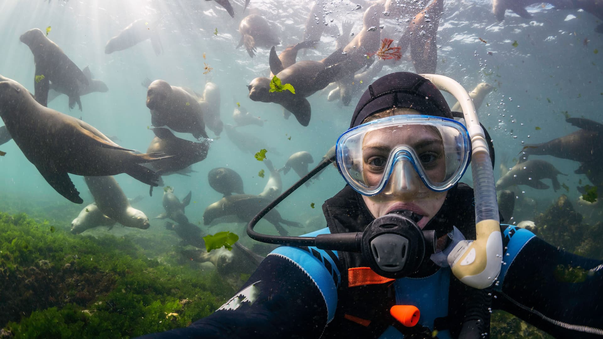 Junge Taucherin, die ein Selfie vor einer großen Gruppe Seelöwen macht