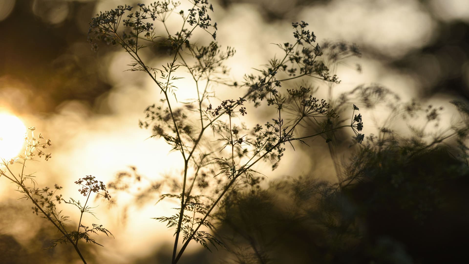 Silhouette von Wildem Kerbel im Gegenlicht tiefstehender Sonne
