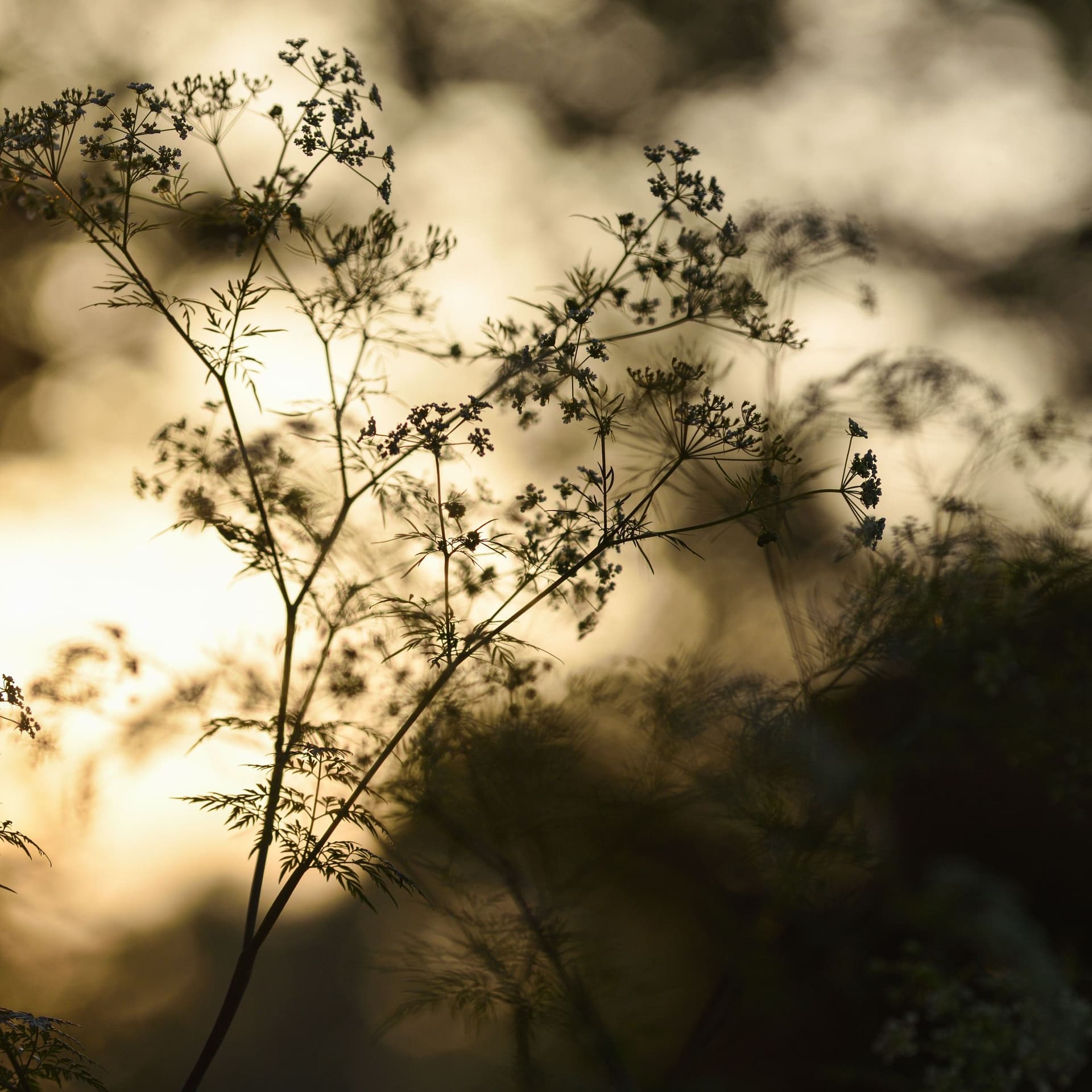 Silhouette von Wildem Kerbel im Gegenlicht tiefstehender Sonne