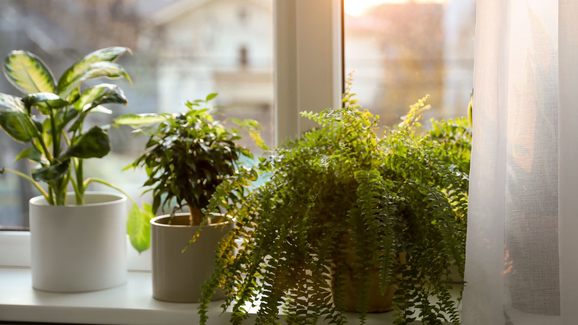 Verschiedene Zimmerpflanzen stehen auf einer Fensterbank aufgereit. Durch das Fenster sieht man Häuser angedeutet.
