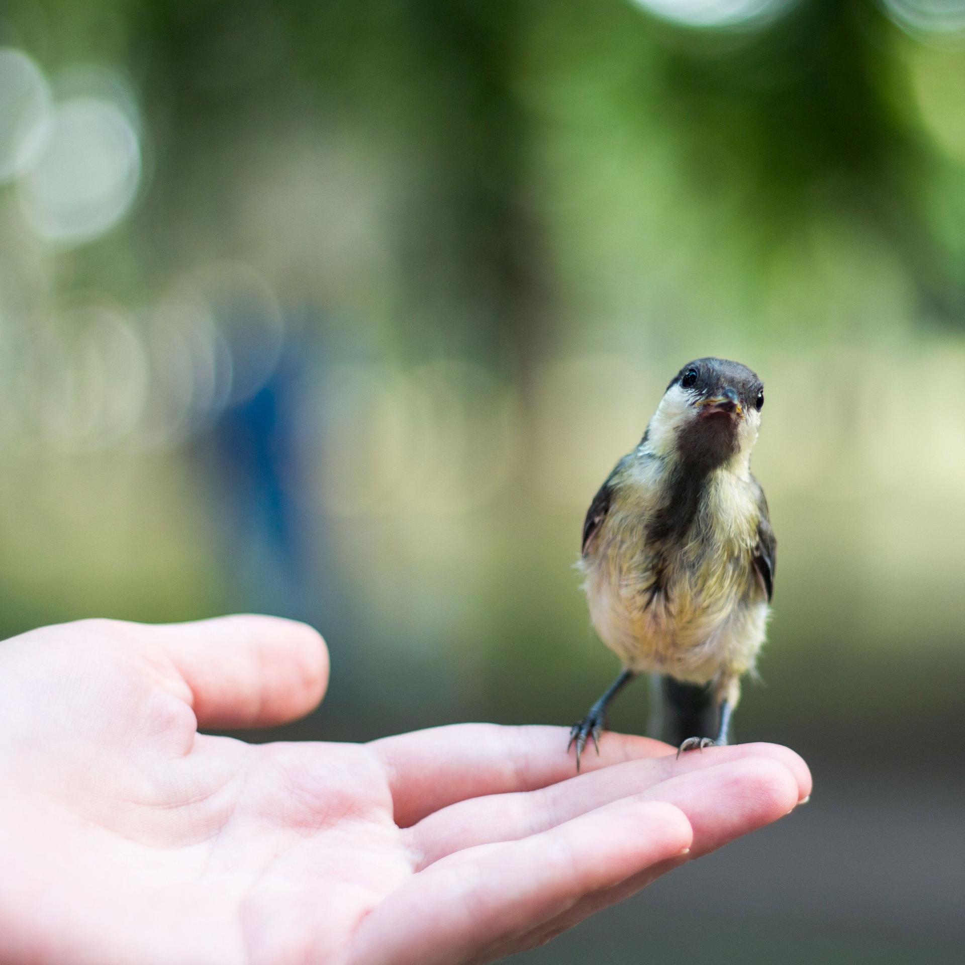 Ein kleiner Vogel auf einer Hand. Er schaut Richtung Kamera. Der Hintergrund ist unscharf.