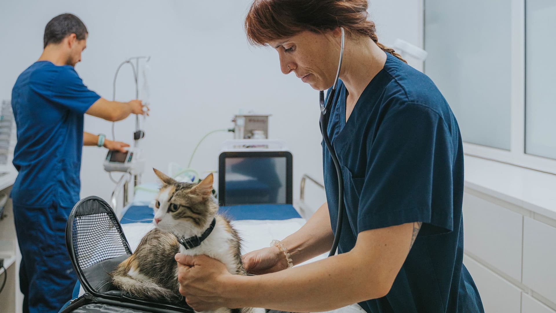Eine Katze sitzt auf einem Behandlungstisch in einer Tierarzt-Praxis.