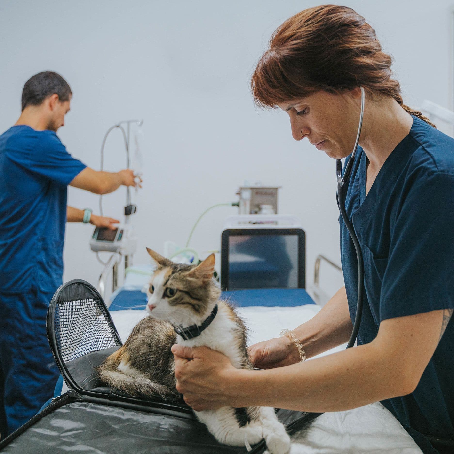 Eine Katze sitzt auf einem Behandlungstisch in einer Tierarzt-Praxis.