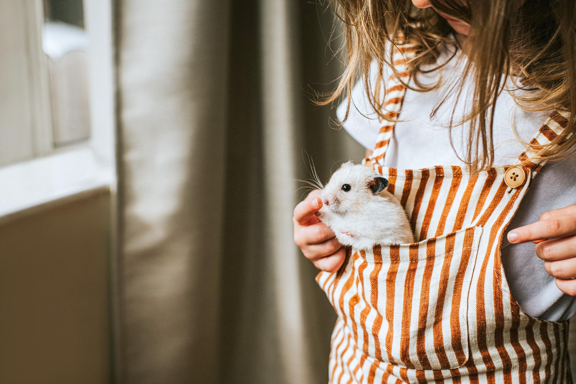 Nahaufnahme eines Kindes in Latzhose mit einem weißen Hamster in der Bauchtasche. 
