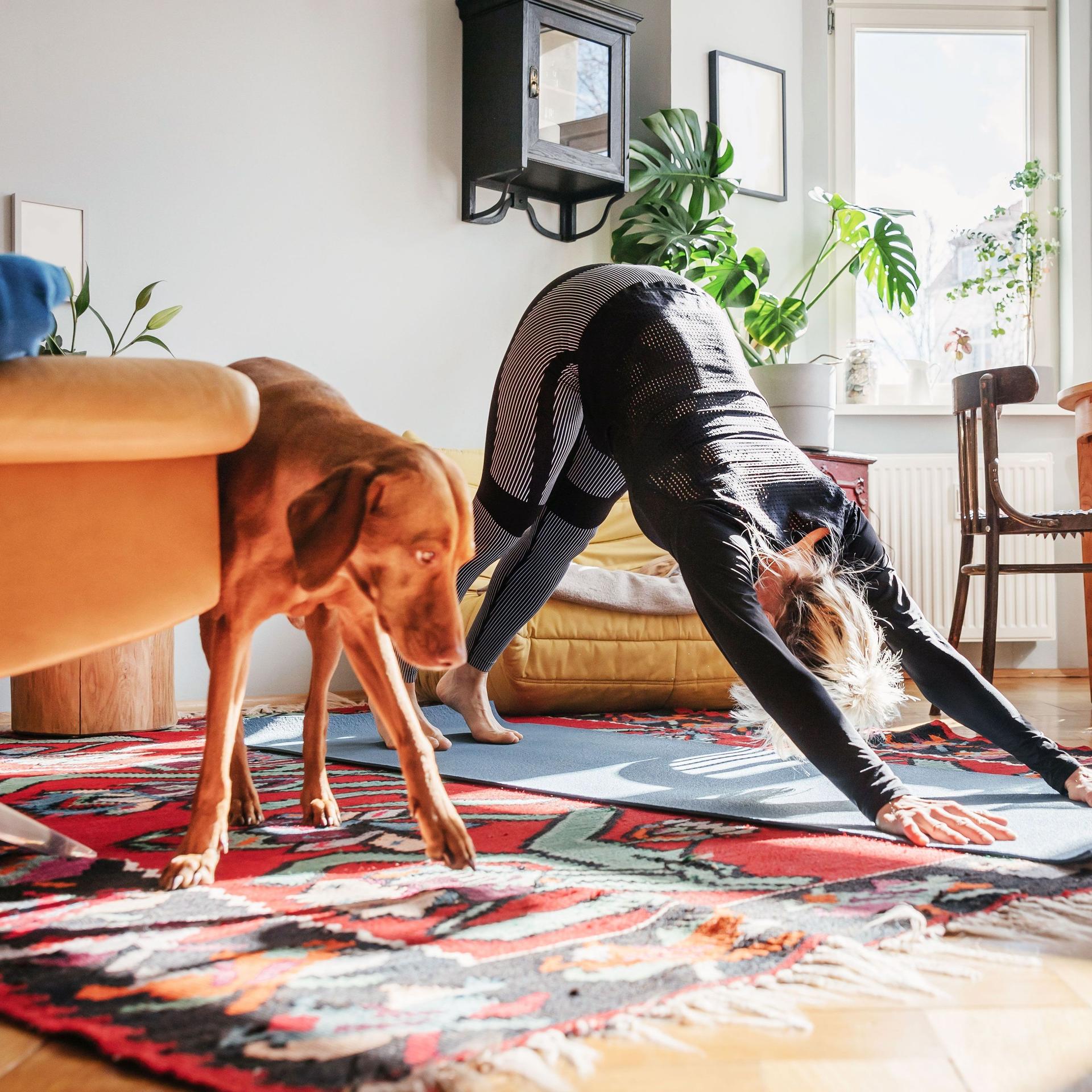 Eine junge Frau macht in ihrem Wohnzimmer neben ihrem Hund Yogaübungen.
