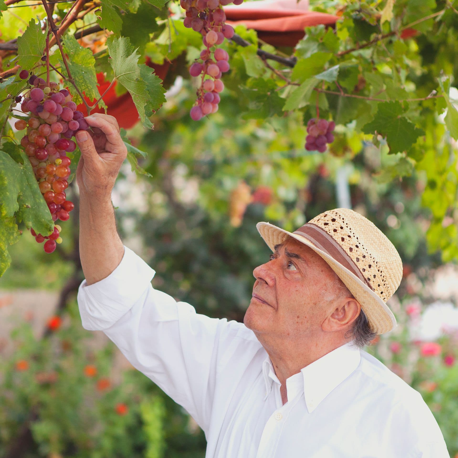 Mann mit Strohhut erntet Trauben im Garten