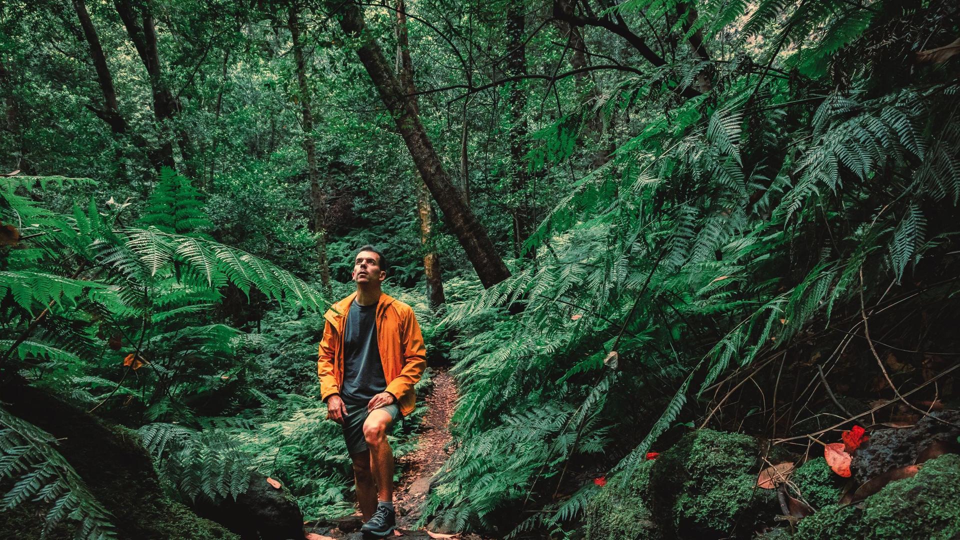 Wanderer mit orangen Regenmantel, der im tiefen Wald der Insel Palma spaziert.