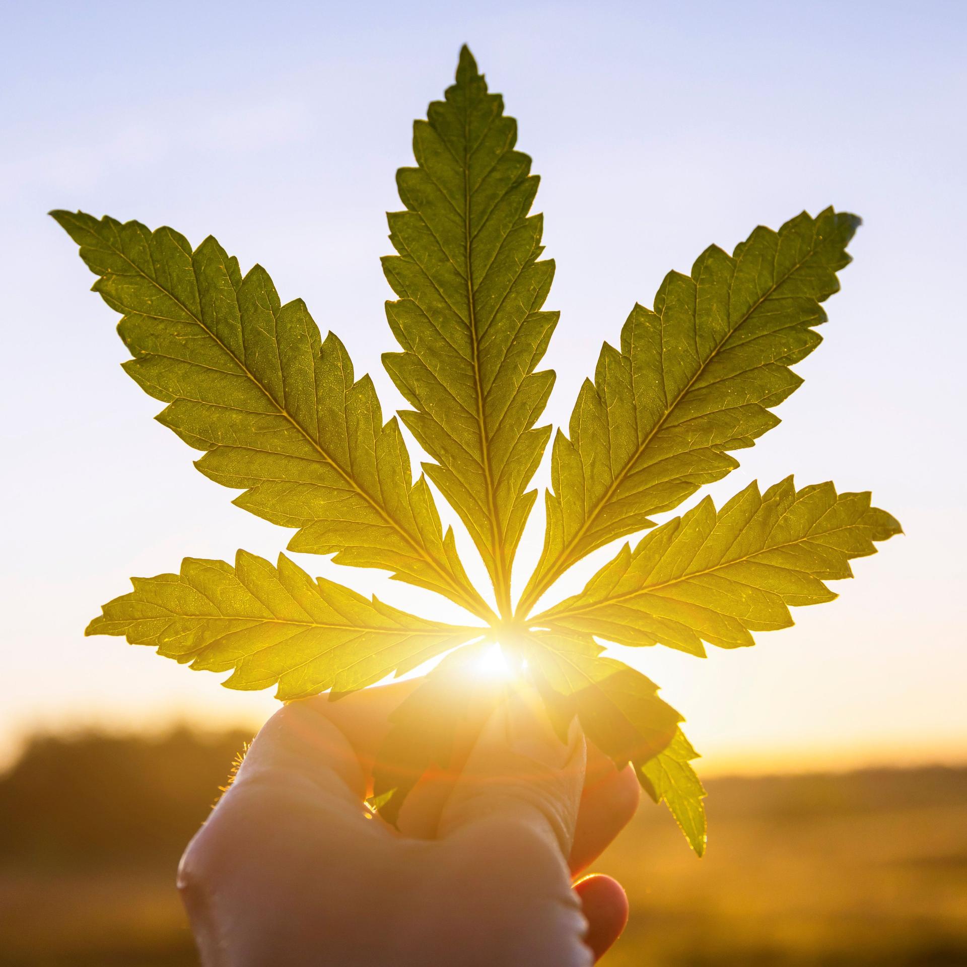 Marihuana-Blatt in der Hand gegen Sonnenuntergang gehalten