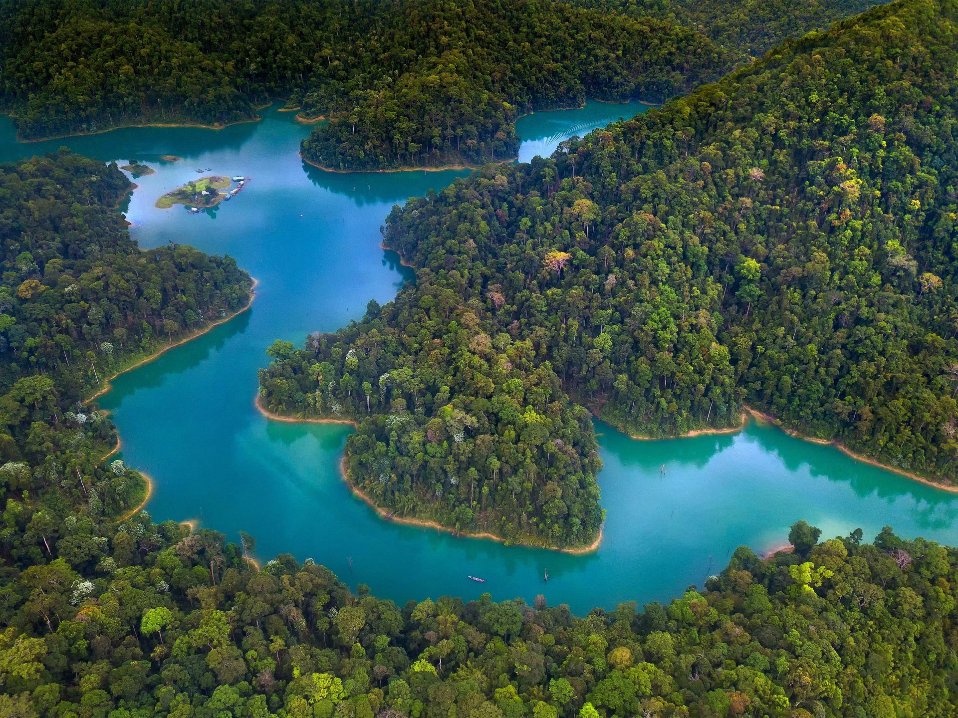 Luftaufnahme eines dichten Mangrovenwaldes durch den sich türkisblaue Gewässer ziehen. 