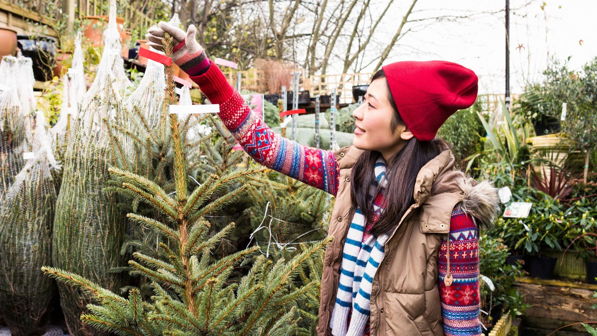Eine Frau sucht sich einen Weihnachtsbaum im Gartencenter aus.