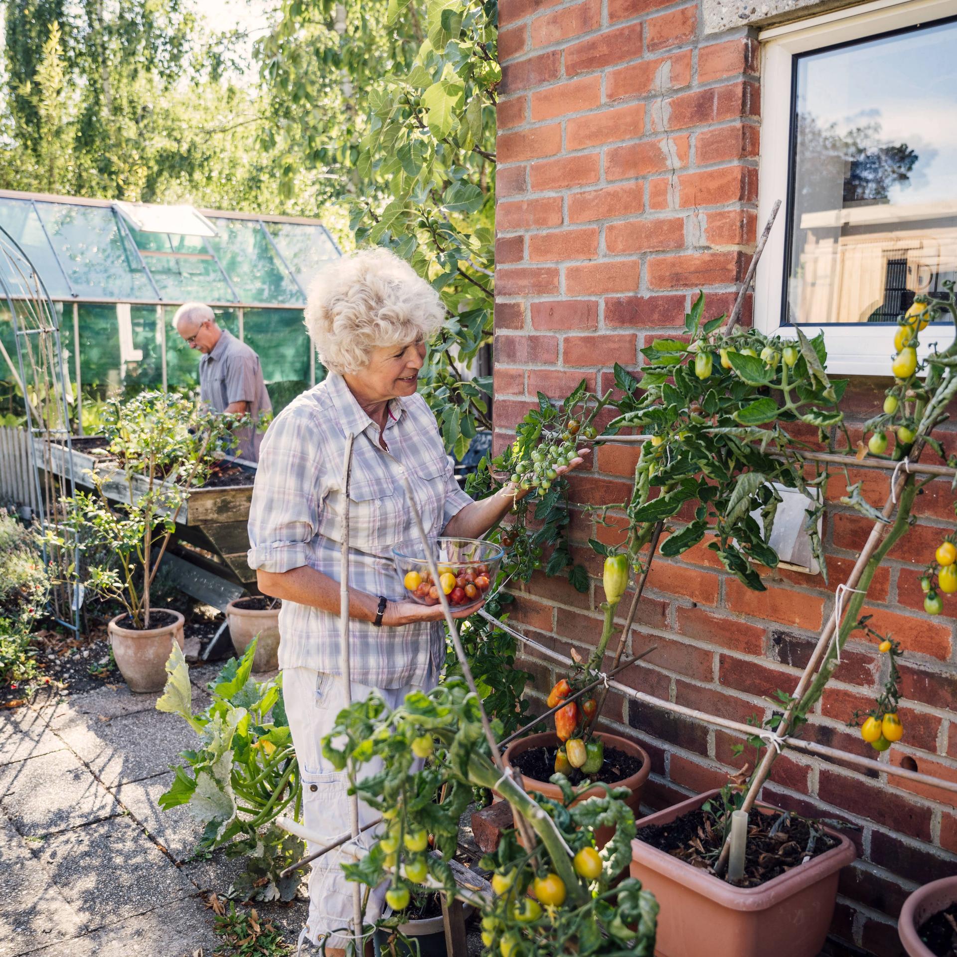 Seniorenpaar bei der Gartenarbeit. Eine Frau mit grauen Haaren erntet Tomaten während ein Mann in Hintergrund vor einem Gewächshaus steht.